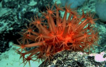 Nouvelles règles pour la pêche du corail rouge au Maroc