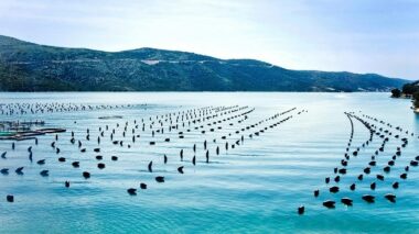 Aquaculture. 200 fermes opérationnelles à fin 2024