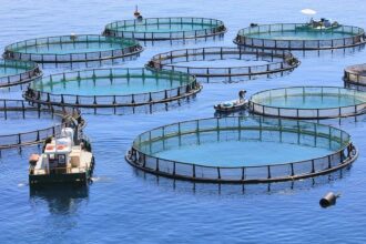L'ANDA évalue l'aptitude des terrains littoraux de deux régions à accueillir des projets d'aquaculture