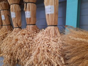 Les unités de multiplication de semences, rempart aux conditions climatiques extrêmes