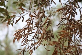 Xylella fastidiosa : un dispositif pour éviter l’introduction de la bactérie au Maroc