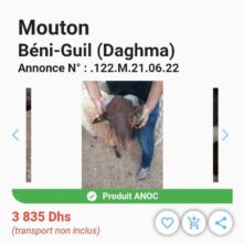 Nous avons testé la plateforme de vente d’ovins et de caprins “My Anoc Market”