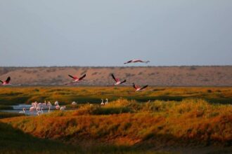 Laâyoune. L'exception naturelle en trois lieux mémorables (2/2)