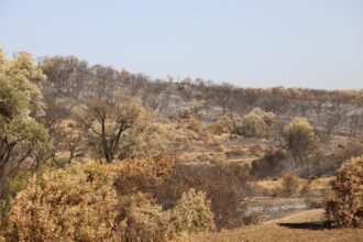Dans la province d'Al Hoceima, le feu de forêt de Jbel Aghendrou totalement maîtrisé