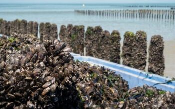 Six projets de captage de naissains de moules à travers le Maroc