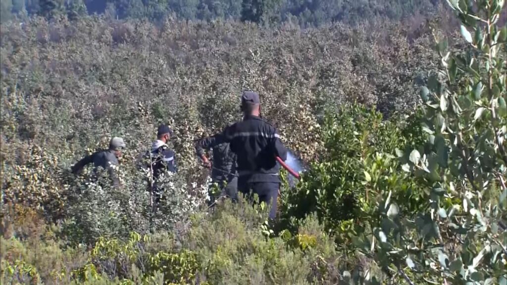 En direct. Feux de forêt : la situation dans les provinces de Larache et Tétouan En direct. Feux de forêt : la situation dans les provinces de Larache et Tétouan