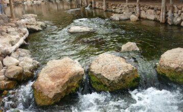 80.000 truites arc-en-ciel implantées dans les eaux de l'Oum Er-Rbia