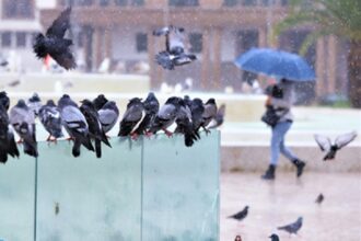 Encore de la pluie ce mercredi sur plusieurs régions