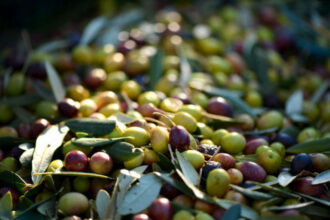Olives : les plateformes Al Moutmir induisent une forte hausse de la production (+19%)