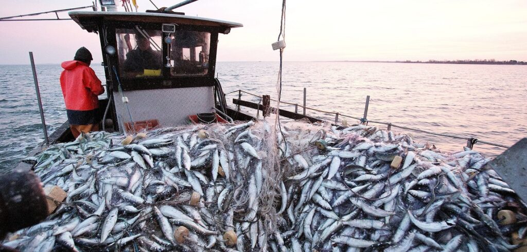 Fact checking. Non, les pêcheurs ne rejettent pas les sardines à la mer pour augmenter les prix !