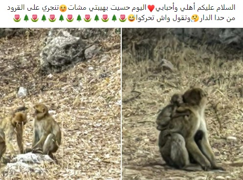 Au Moyen Atlas, la domestication n’est pas sans risques pour les singes magots