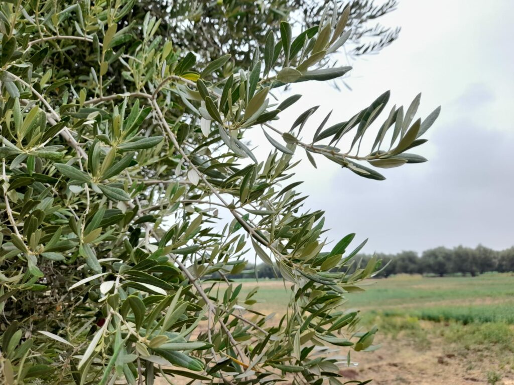 Reportage. À Afourer, les dernières précipitations suscitent l'optimisme des agriculteurs