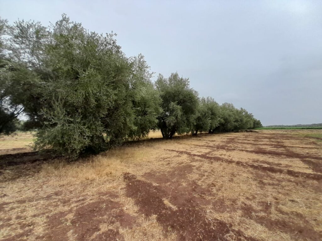 Plantation de 14.000 hectares d’oliviers dans la province de Taza