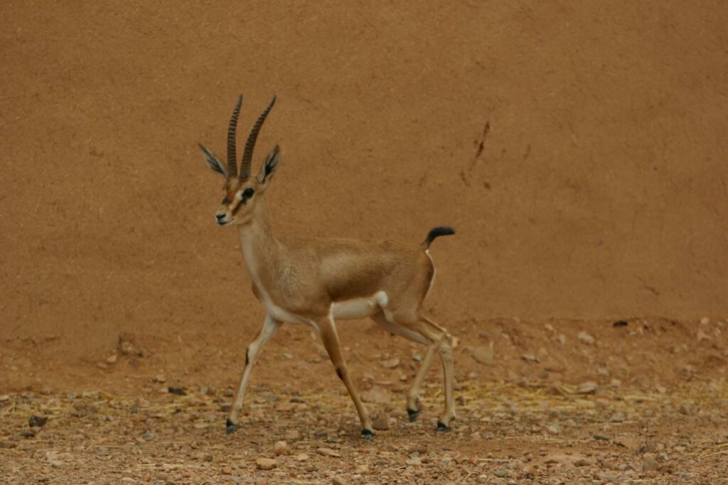 Boulemane abritera un centre d’élevage intensif de la gazelle de Cuvier