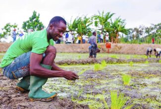 Chaînes de valeur en Afrique : une intégration encore faible face à un potentiel inexploité (étude)