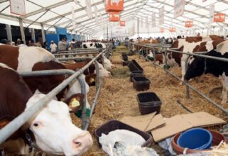 Feu vert du gouvernement pour la création de l'Institut de formation dans les métiers de l'élevage