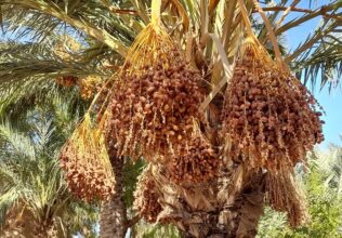 Nappe Meski-Boudnib : une campagne de sensibilisation au profit des agriculteurs