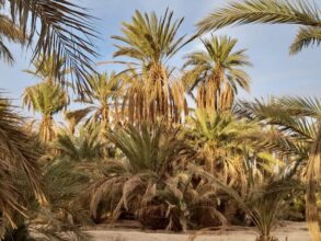 Sidattes. La production nationale de dattes en recul de 30% en 2022