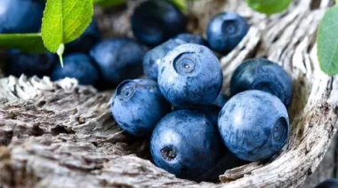 Le chilien Agroberries investit 430 MDH dans la production de myrtilles au Maroc