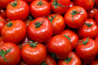 Voici pourquoi les prix de la tomate enregistrent une détente
