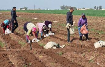 Reportage. À Berrechid, des agriculteurs acculés par la hausse des prix à la production