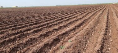 Maraîchage, légumineuses, fourrages... Le point sur les cultures de printemps à Casablanca-Settat