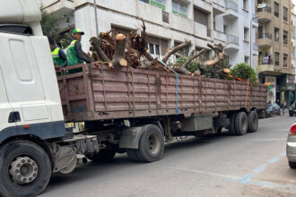 Transplantation d’arbres sur l’avenue Hassan Souktani : l’arrondissement de Sidi Belyout s’explique