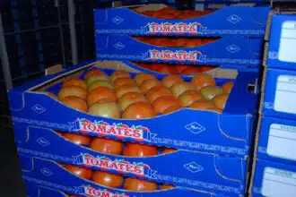 Reprise des exportations de tomates sur la base d’un quota d’environ 1.000 tonnes/jour