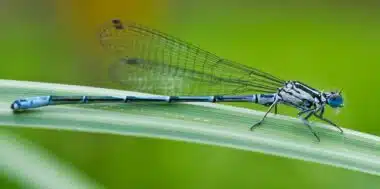 La prédation des abeilles par les libellules, un phénomène inédit au Maroc