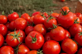 Tomate ronde : production prévisionnelle de 695.000 tonnes dans la région Souss-Massa
