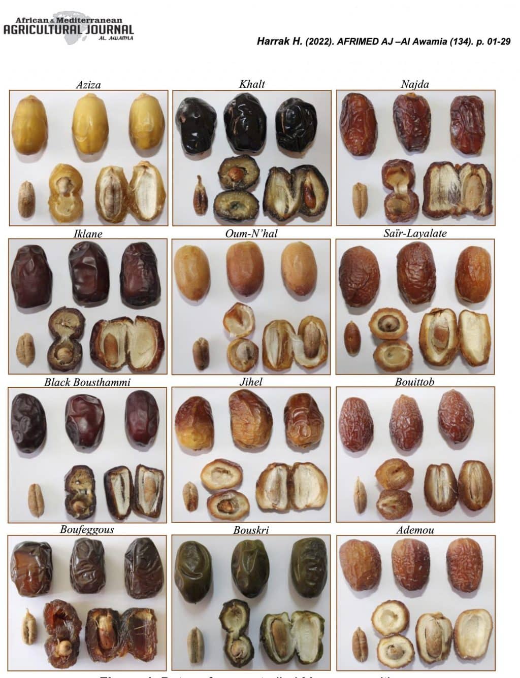 Dattes Aziza, Mejhoul, Boufeggous ou Bouskri,... 450 variétés répertoriées, 9 sont labellisées (2/2)