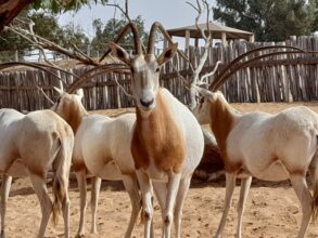Le Parc national de Souss-Massa, une aire protégée à fort enjeu