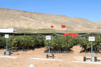 Plantation de 300 ha de caroubier à Chichaoua