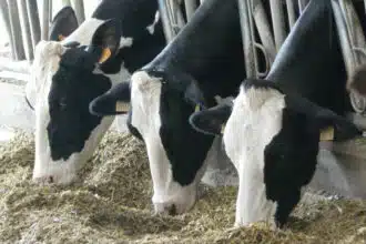 Arrivée de 2.800 têtes de bovins du Brésil au Port de Jorf Lasfar