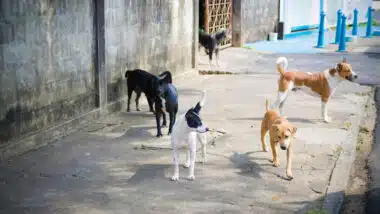 Citoyen victime de chiens errants : la commune d'Agadir condamnée