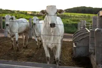 Sadiki : “Les bovins importés du Brésil, l’une des meilleures races bovines au monde”