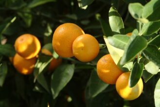 Congrès national des agrumes. Un virage scientifique stratégique pour la filière