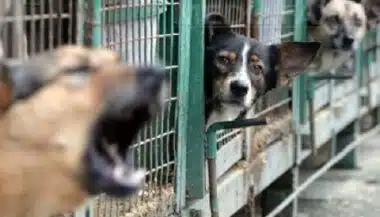 Chiens errants. 80 MDH pour la construction et l’équipement de dispensaires animaliers