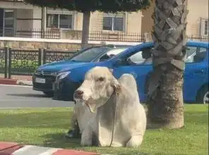 Scènes surréalistes à Rabat après la fuite de bovins récemment importés du Brésil
