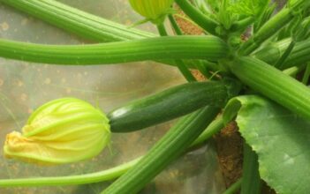 Phytosanitaires. Quelles alternatives à leur usage? (2/2)