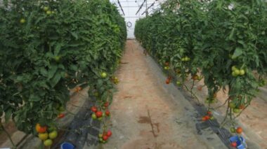 Tomate ronde: perspectives incertaines pour le prochain Ramadan