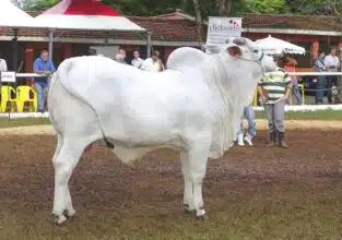 Importation de bovins : les chiffres, les origines, l'effet sur le marché intérieur