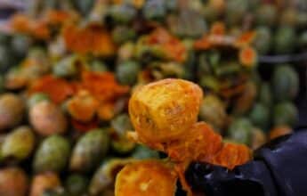 La cochenille décime les cactus au Maroc, privant les amateurs de figues de barbarie de leur fruit préféré