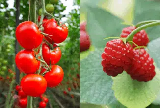 Dans le Souss, les producteurs de la tomate ronde se reconvertissent dans les fruits rouges