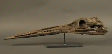Découverte près de Taza de restes de crocodiliens remontant au Jurassique inférieur
