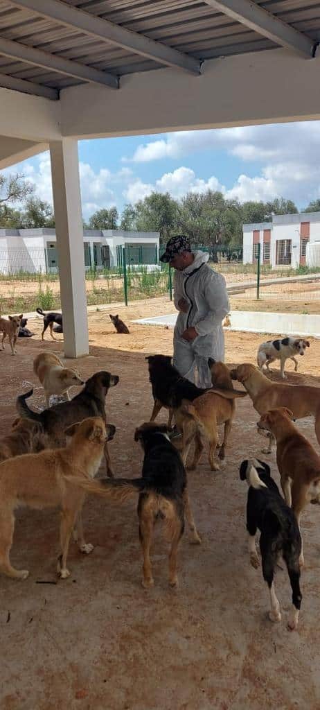 Voici comment l’Intérieur réagit à la problématique des chiens errants