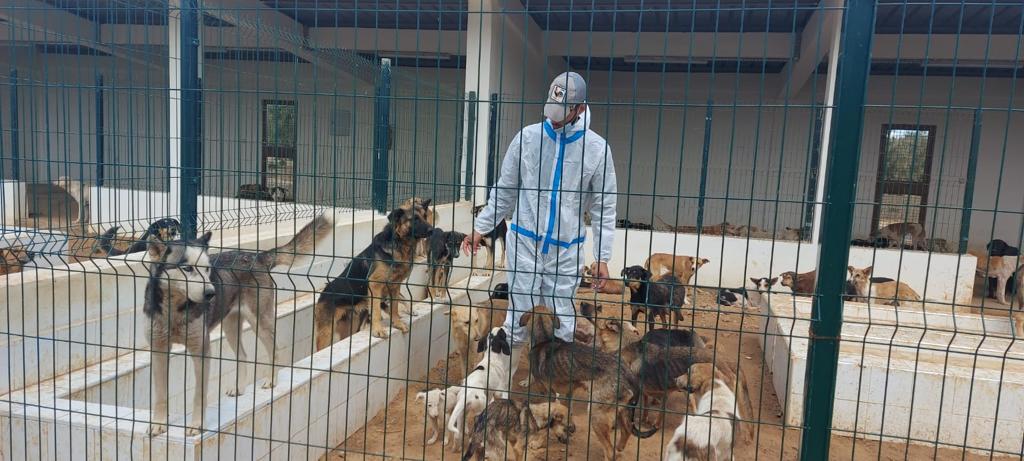 Voici comment l’Intérieur réagit à la problématique des chiens errants