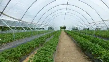 Les producteurs de tomates lorgnent vers les serres high-tech et espèrent un soutien de l'État
