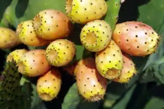 Les détails du Programme national de plantation de cactus résistants à la cochenille