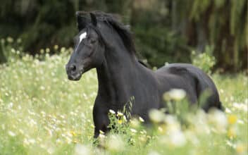 Le Barbe, cheval de bataille de l’héritage équestre